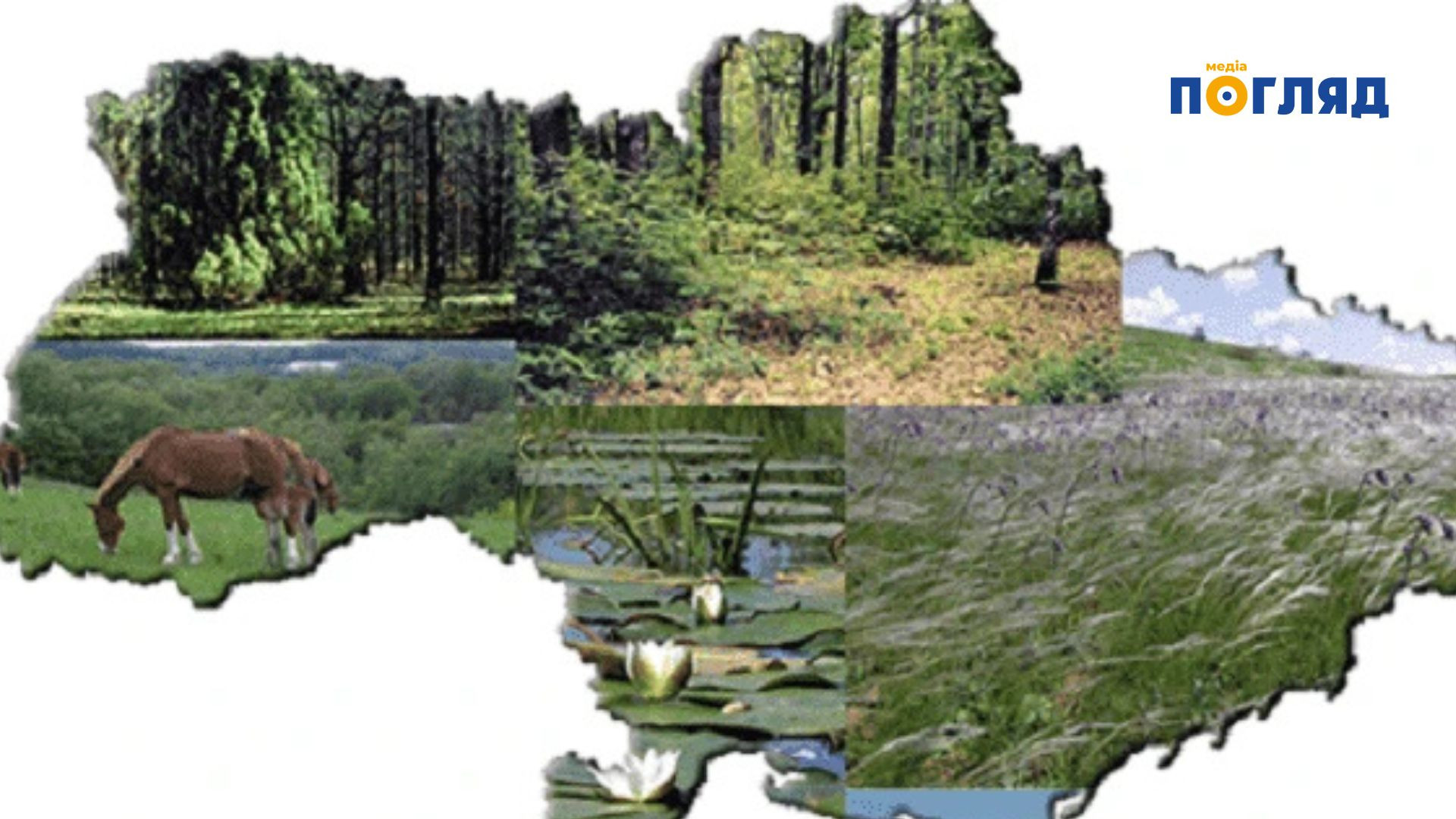 У Київській області затвердили дві ботанічні пам’ятки природи та ландшафтний заказник місцевого значення (ФОТО) - зображення